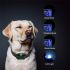 800m Electric Dog Training Collar Waterproof Rechargeable with Adjustable Shock Levels and LCD Display