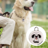 Innovative Dog Tracker Airtag Dog Collar Real-Time Location Bluetooth Tracking Pet Owner Essentials